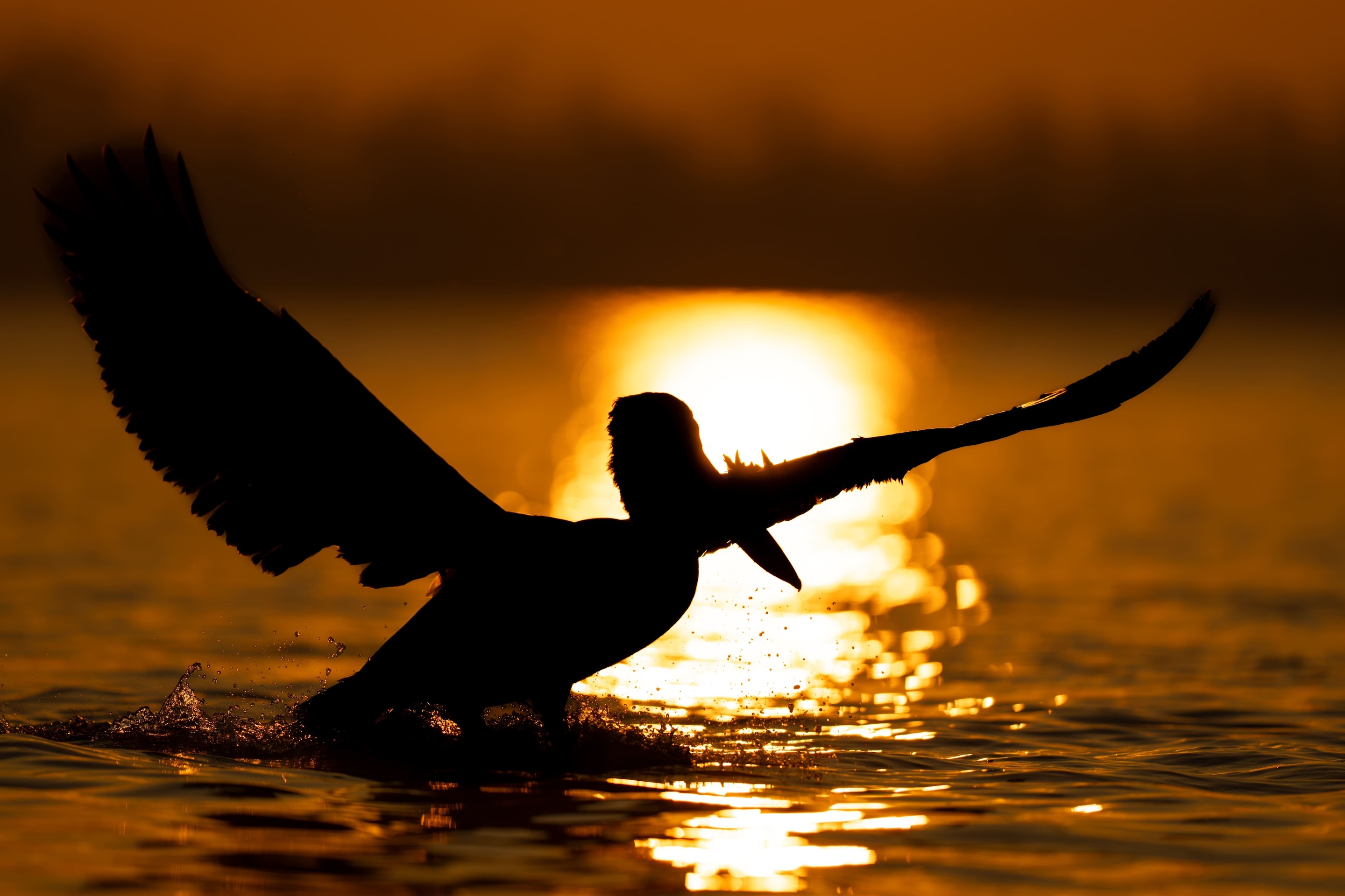 Bird silhouette taking flight at golden sunset over Ecuador waters