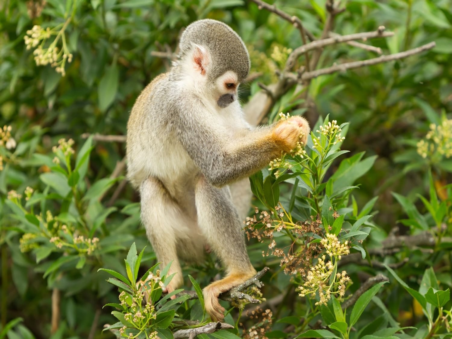 Squirrel monkey examining plants in Amazon rainforest of Ecuador