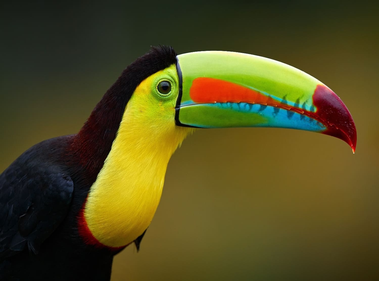 Close-up of keel-billed toucan with vibrant multicolored bill in Ecuador